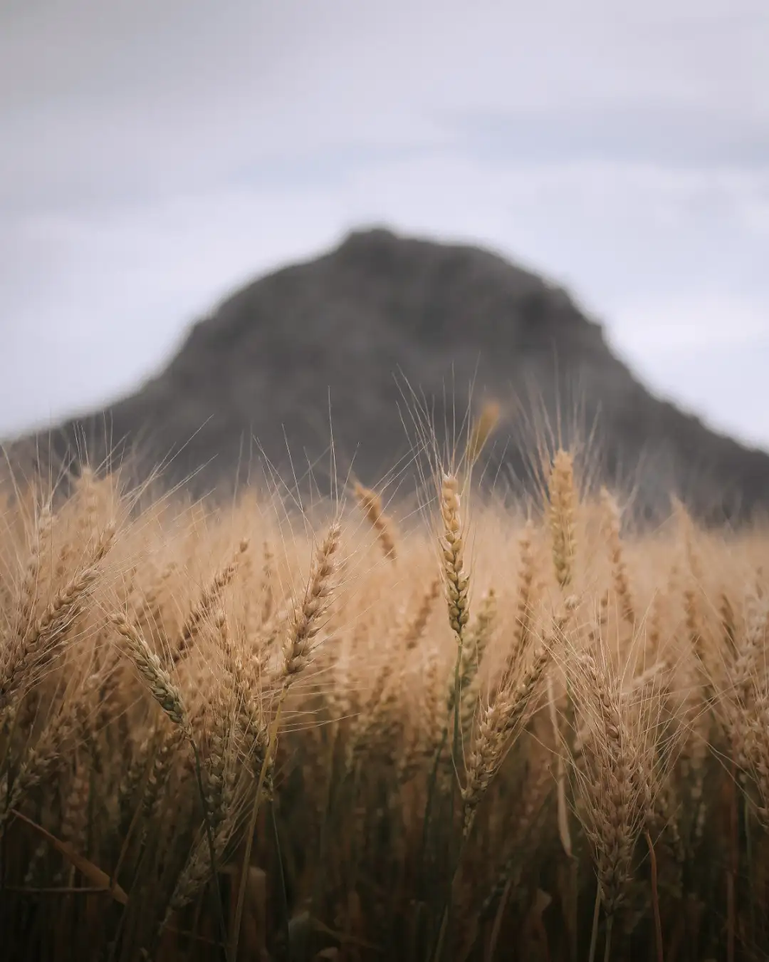Wheat field beneath a mountain in Balochistan